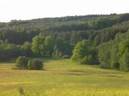 a green field with trees in the background and flowers at Naturpark Ferienhaus in Szalafő