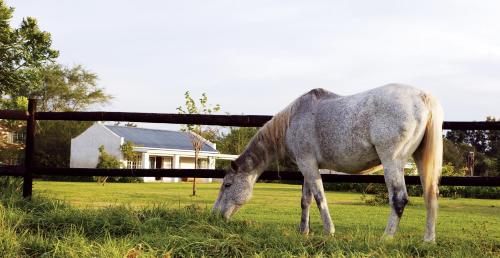 Animales en el hotel o alrededores