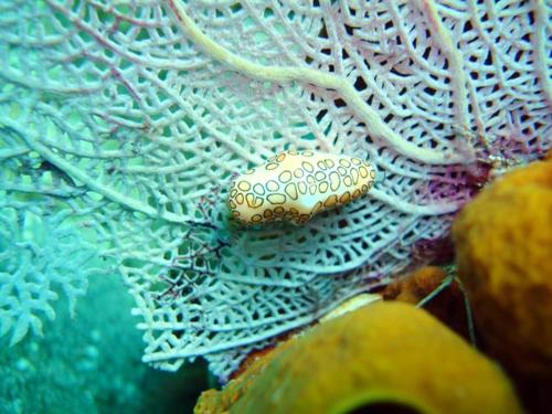 a small pearl is sitting on a white coral at Appartement panoramique Bouillante in Bouillante
