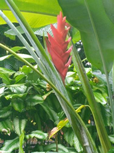 a red flower in the middle of a plant at Appartement panoramique Bouillante in Bouillante