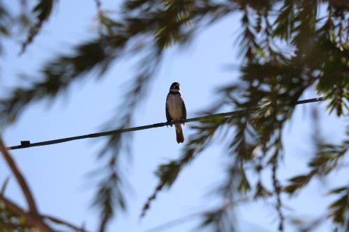 a bird sitting on a wire in front of trees at Pousada Canto dos Canários in Socorro