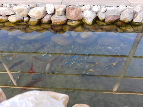 a pond with a bunch of fish in it at Pousada Canto dos Canários in Socorro