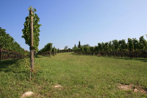 a row of trees in a field of grass at Maso Di Villa Relais di Campagna in Susegana