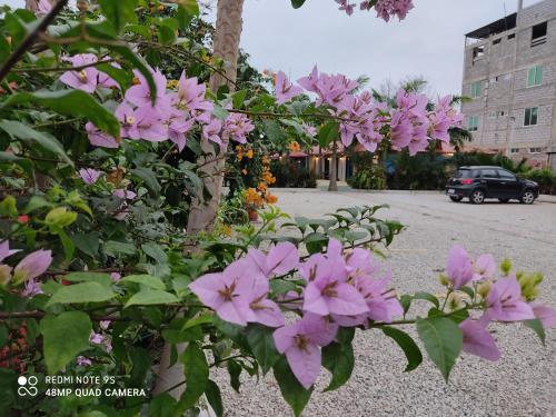 a bunch of pink flowers in front of a street at Hotel Berlín International in Puerto López