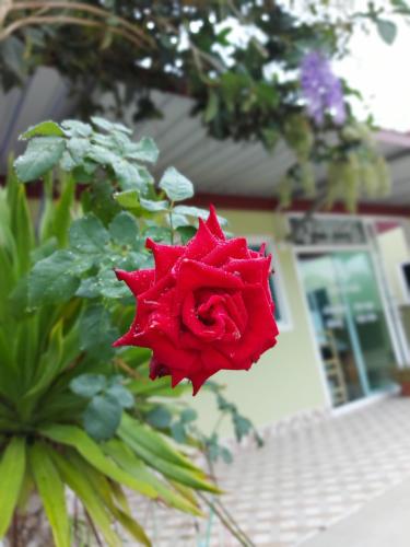 Gambar di galeri bagi ชาลีรีสอร์ท ชุมพร di Chumphon