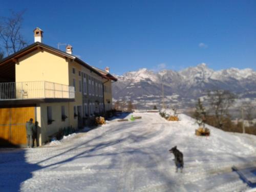 a cat walking down a snow covered road next to a building at Agriturismo La Casa Nei Boschi in Colderù