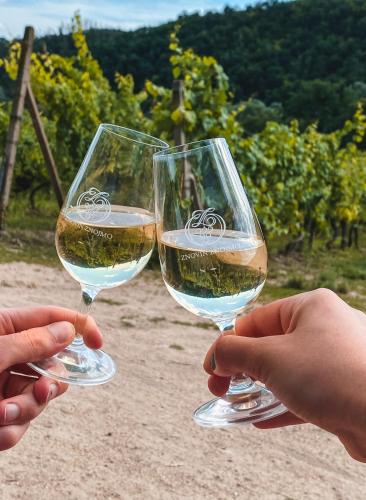 two people holding up glasses of white wine at Penzion U Kapličky in Znojmo