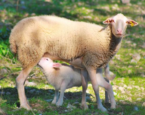 two sheep standing next to each other in a field at 126 Finca Son Tresco ETV4382 by Mallorca Charme in Búger