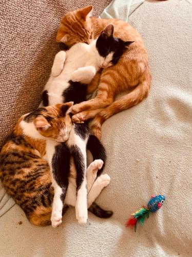 three cats laying on the floor next to each other at KAINZLEITENHOF in Nachdemsee