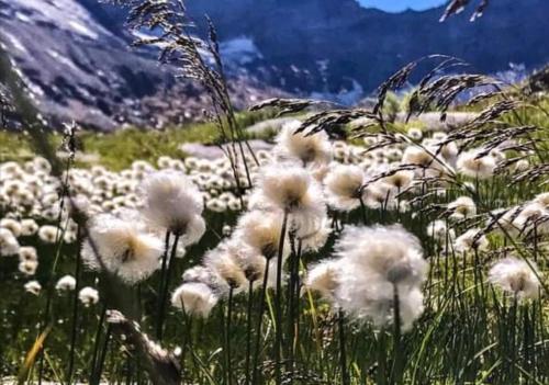 a bunch of white flowers in a field at Landhof Aigner in Mittersill