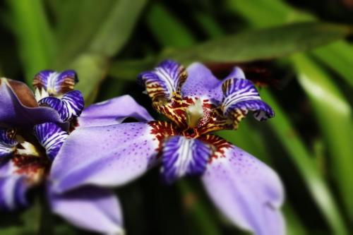 a close up of a purple flower at Pousada Horizonte Azul in Ilha de Boipeba