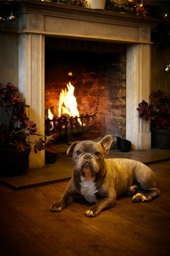 a dog laying on the floor in front of a fireplace at The Ormond At Tetbury in Tetbury