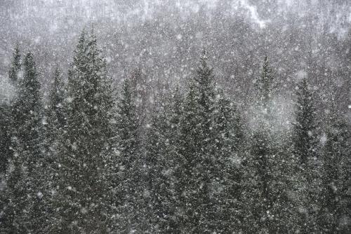 a group of pine trees in the snow at Hotel Milla Montis in Maranza