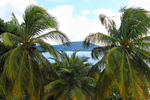 two palm trees with the ocean in the background at Karibea Squash Hôtel in Fort-de-France