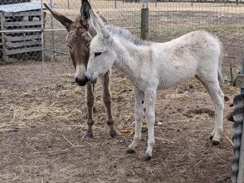 a donkey and a white horse standing next to each other at The Oxley Estate in Portarlington