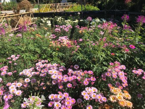 Ein Garten an der Unterkunft Pang Chompu