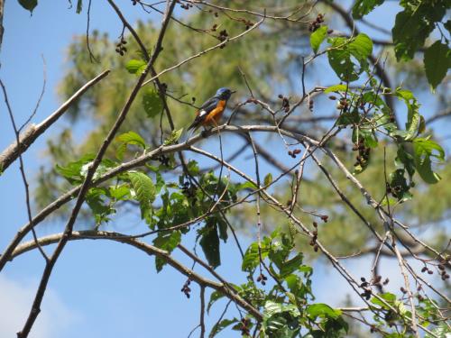 a bird perched on top of a tree branch at Maa Anand Mayee Guest House in Panuānaula