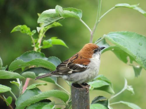 a small bird sitting on a tree branch at Maa Anand Mayee Guest House in Panuānaula