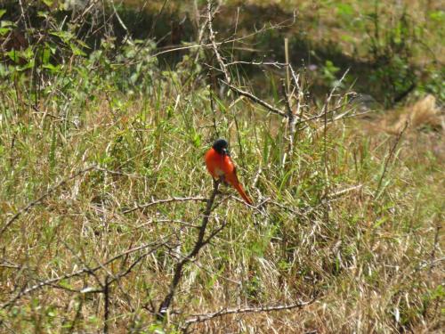 a red bird sitting on a branch in the grass at Maa Anand Mayee Guest House in Panuānaula