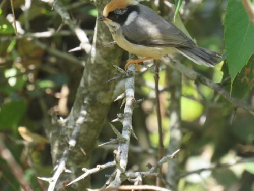 a bird perched on a branch of a tree at Maa Anand Mayee Guest House in Panuānaula