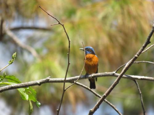a blue and orange bird perched on a tree branch at Maa Anand Mayee Guest House in Panuānaula