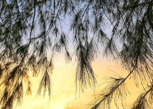 a view of the sky through the branches of a tree at Sea View Resort in Kallady