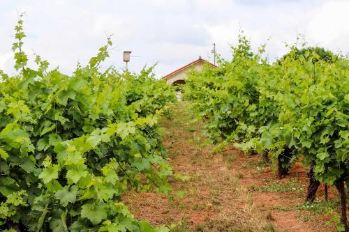 Taman di luar Working Vineyard and Private Pool Villa in Plymouth