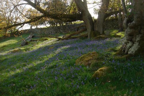 a field of blue flowers in the grass with a tree at Littlebank Country House in Settle