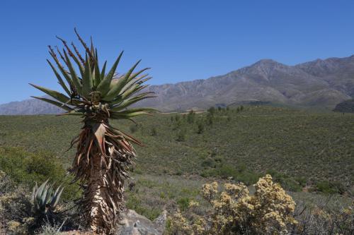 a palm tree on the side of a mountain at De Oude Meul Country Lodge & Restaurant in Oudtshoorn