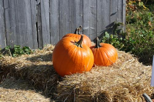 three pumpkins sitting on hay in front of a fence at Days Inn by Wyndham Berthierville in Berthierville