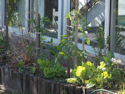 a garden of vegetables in front of a window at Hotel Buena Vista Se reserva solo con seña in San Gregorio de Polanco