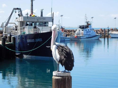 a pelican sitting on a post in front of a boat at The Point, 5, 5-7 Mitchell Street large balcony with great water views in Soldiers Point