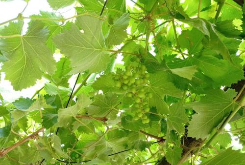 a bunch of green grapes hanging from a tree at Hospedaje curicó casa grande in Curicó