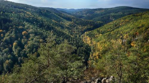 an aerial view of a forest of trees on a hill at Bungalow Schwarzatalblick in Bad Blankenburg Ortsteil Böhlscheiben in Bad Blankenburg