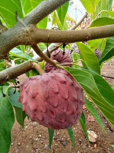 Binatang di rumah percutian atau berdekatan