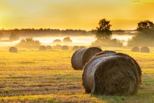 a field of hay bales in a field at Lipowy Zakątek to miejsce bez gospodarzy i na wyłączność in Siemianówka