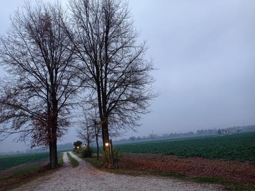 two trees on a dirt road next to a field at La Casa di Tara B&B Armonia e Natura in Recanati