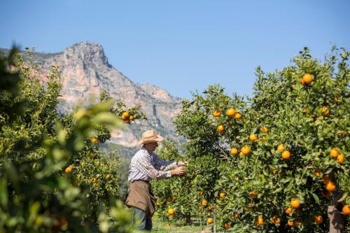 a man is picking oranges from an orange tree at Agroktima in Leonidion