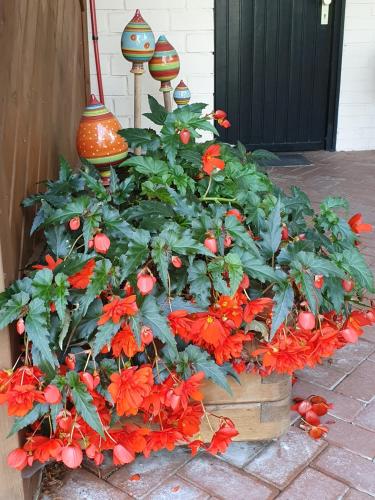 a potted plant with red flowers in a pot at Ferien im Königshaus in Möhnesee