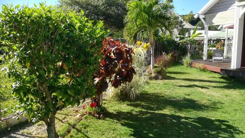 a garden with a tree and a house at cocon caraibe in Sainte-Anne
