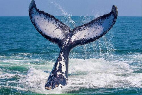 a whale tail in the ocean with the water at Sandy Feet Self Catering Accommodation in Pearly Beach