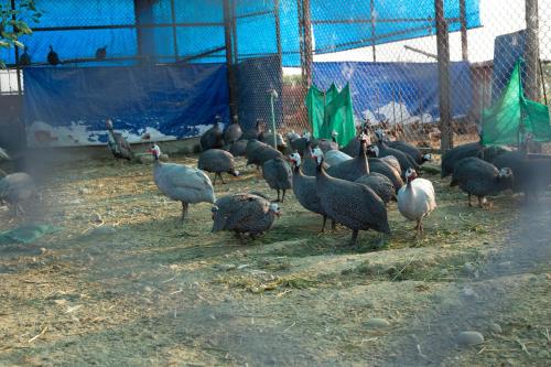 a group of birds standing in a pen at Lumbini Palace Resort in Lumbini
