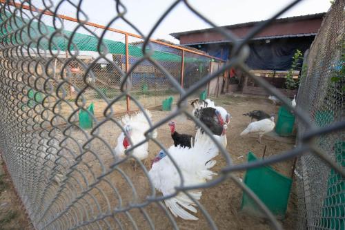 a group of chickens standing in a cage at Lumbini Palace Resort in Lumbini