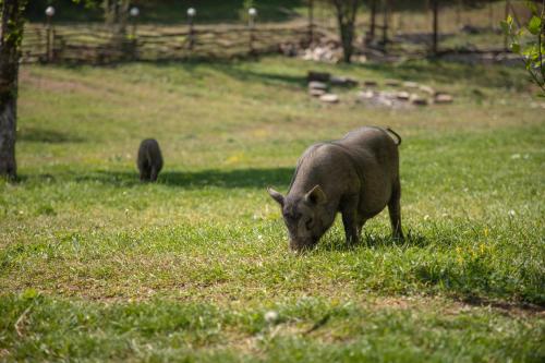 a pig grazing in the grass in a field at Vardeni Guesthouse in Hrazdan