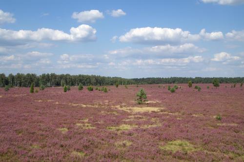 an open field with purple flowers and trees at Hotel TraumzeitHof in Eschede