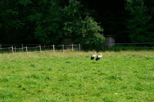two birds walking in a field of grass at Hotel TraumzeitHof in Eschede