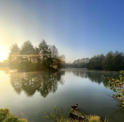 a duck swimming on a lake in the morning at Rodinný penzion Sobáčov in Sobačov