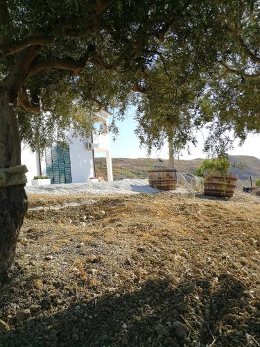 a tree in front of a white building with two barrels at Charming apartment in Montallegro with sea view in Montallegro