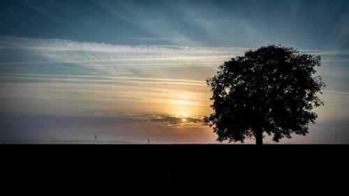 a tree in a field with the sunset in the background at Maison accueillante à Mouterre-Silly avec jardin et cheminée in Mouterre-Silly