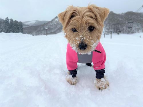 a dog in a pink jacket in the snow at 白馬パウダーマウンテン in Hakuba